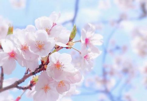 【リベロスクエアハウス】桜満開