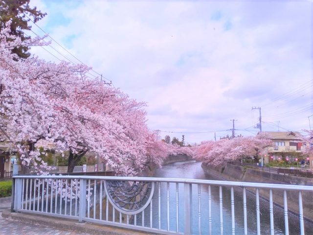 【リベロスクエアハウス】真間川の桜